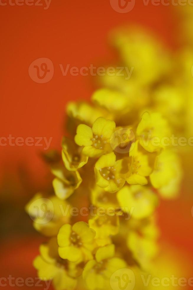 Flower blossom macro Aurinia saxatilis family brassicaceae background photo