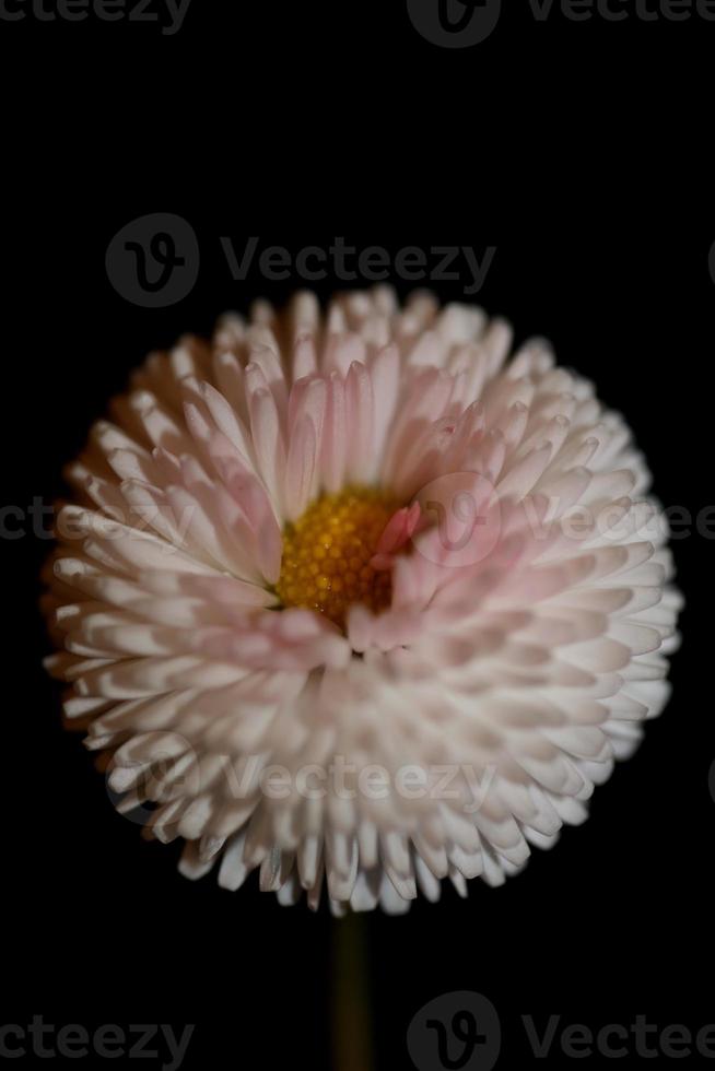 Flower blossom Bellis perennis L. family compositae modern background photo