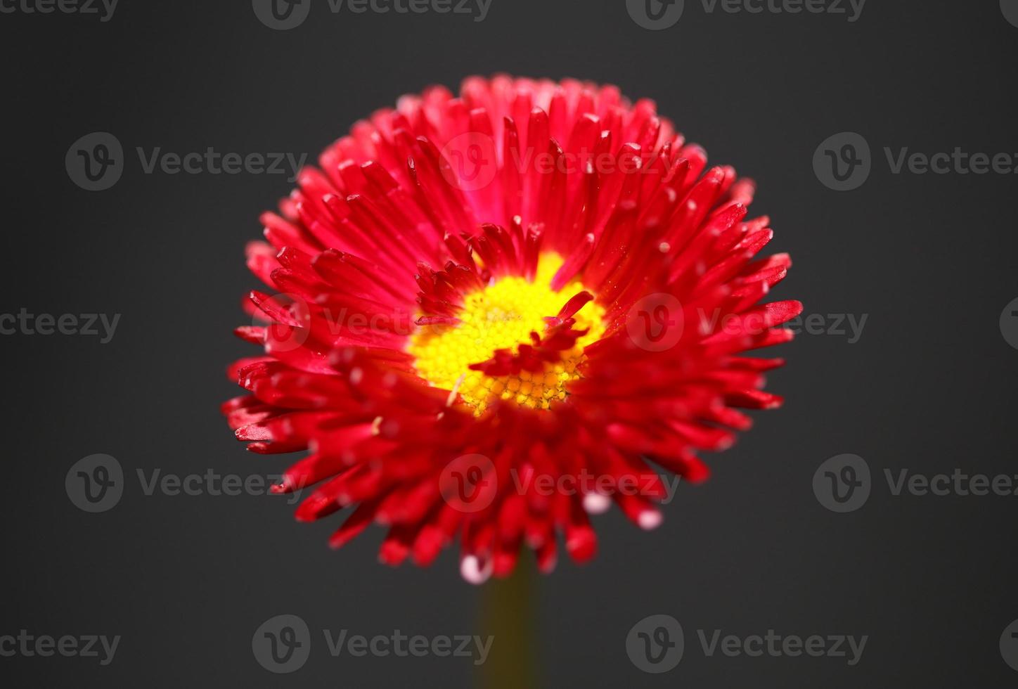 Flower blossom close up Bellis perennis L. family compositae modern photo