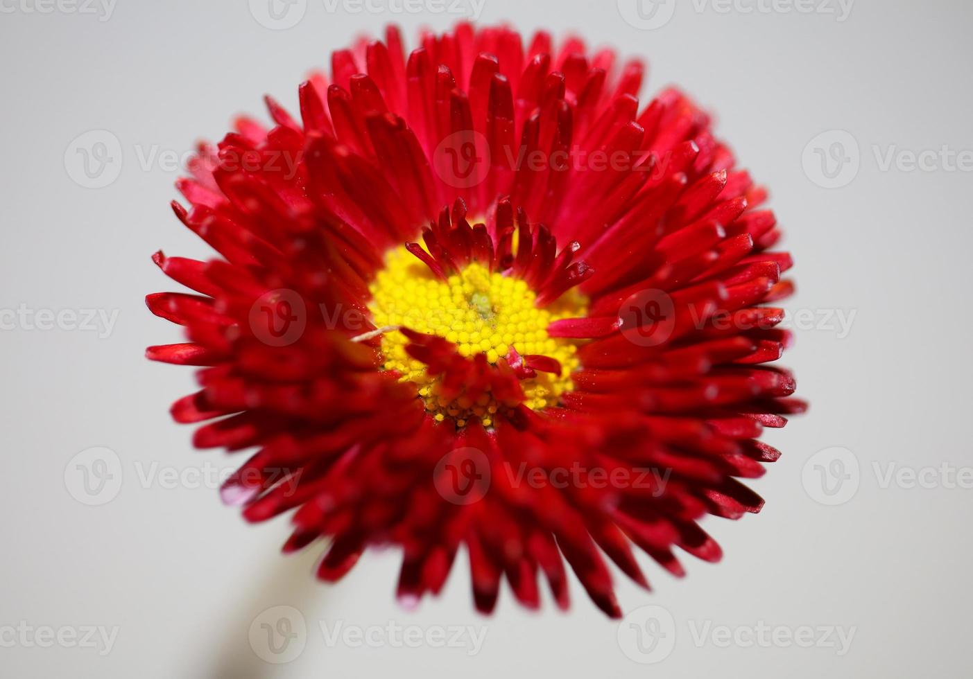 Flower blossom close up Bellis perennis L. family compositae modern photo