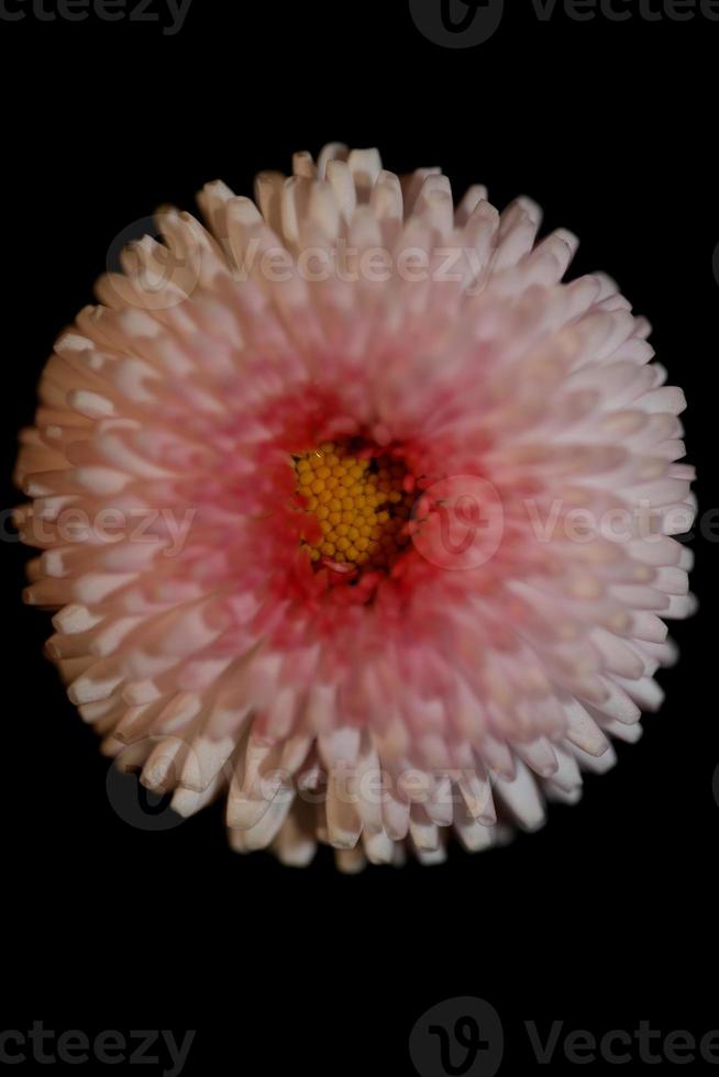 Flower blossom Bellis perennis L. family compositae modern background photo