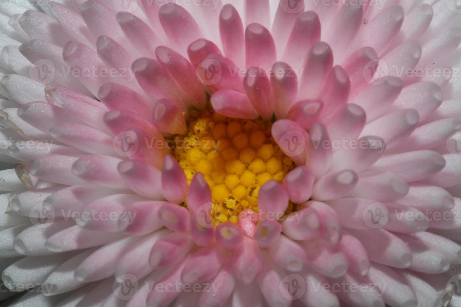 Flower blossom close up Bellis perennis L. family compositae modern photo