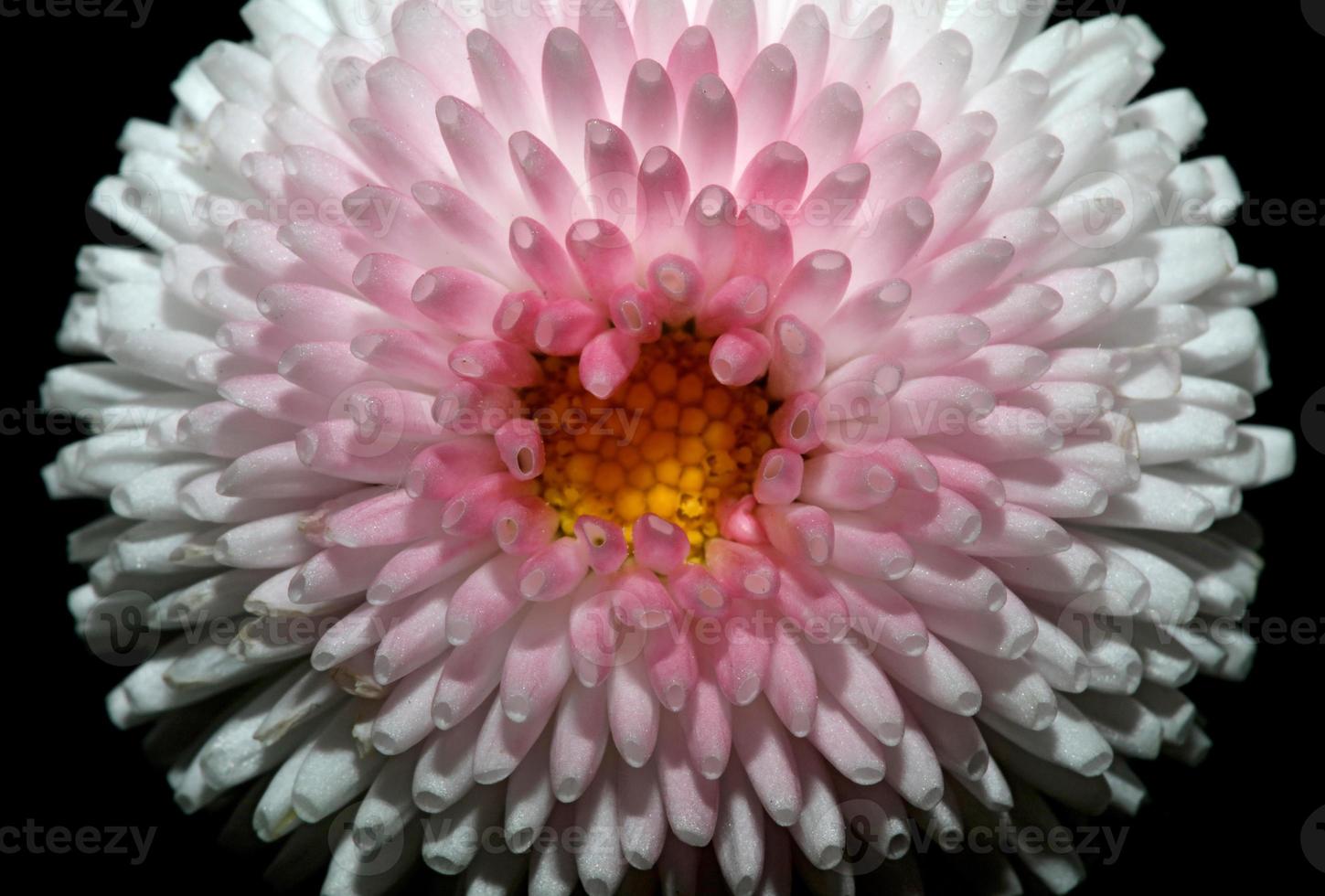 Flower blossom close up Bellis perennis L. family compositae modern photo