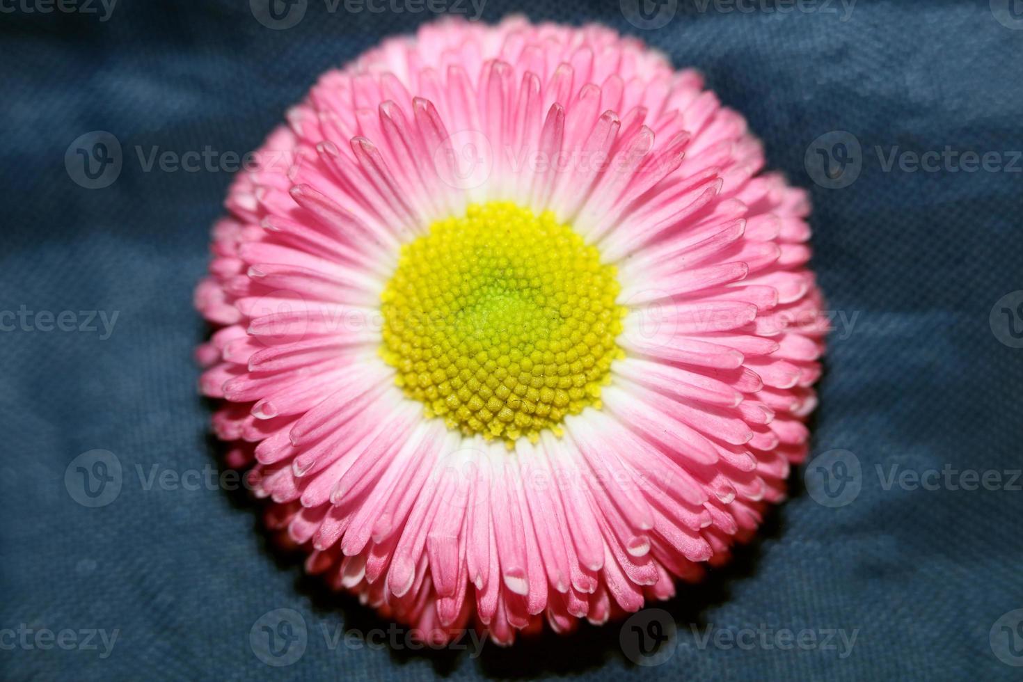 Flower blossom Bellis perennis L. family compositae modern background photo