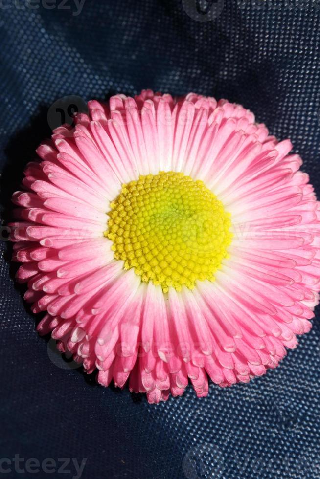 Flower blossom Bellis perennis L. family compositae modern background photo