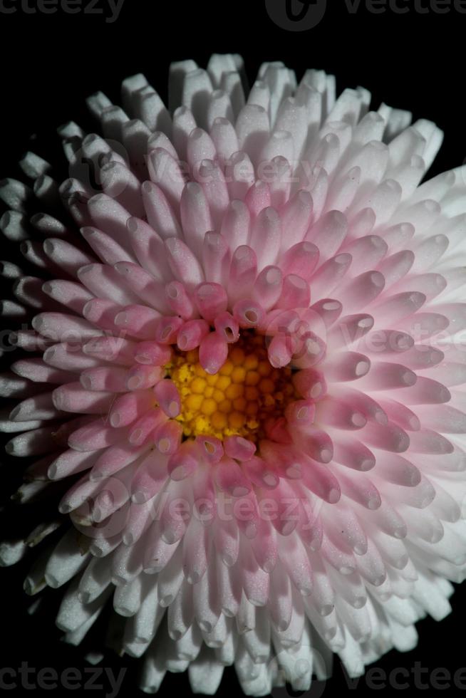 Flower blossom close up Bellis perennis L. family compositae modern photo