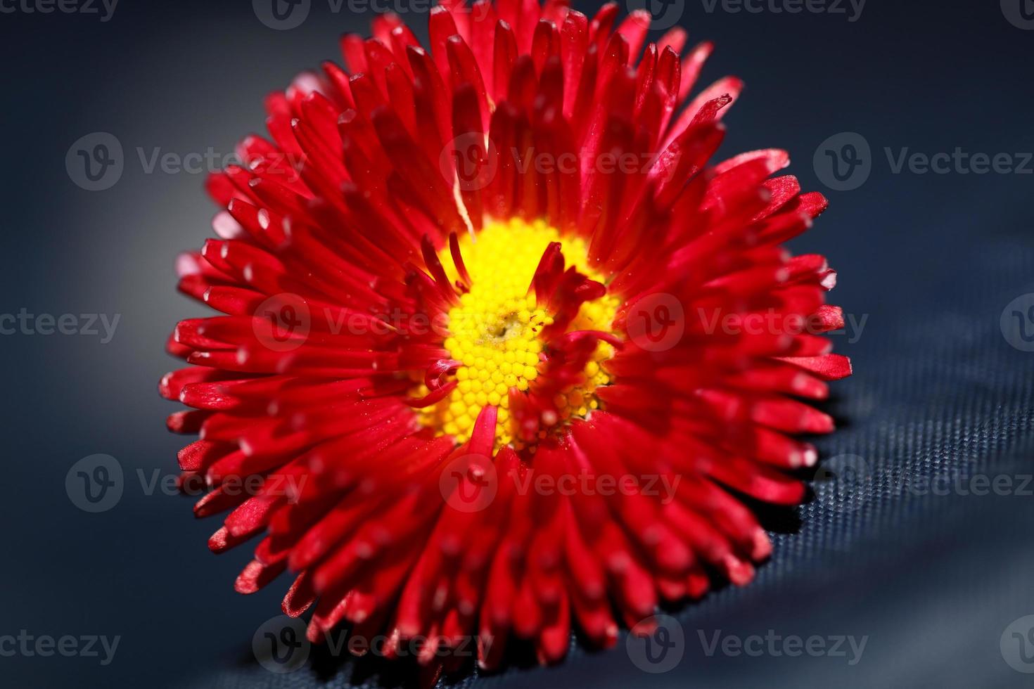 Flower blossom close up Bellis perennis L. family compositae modern photo