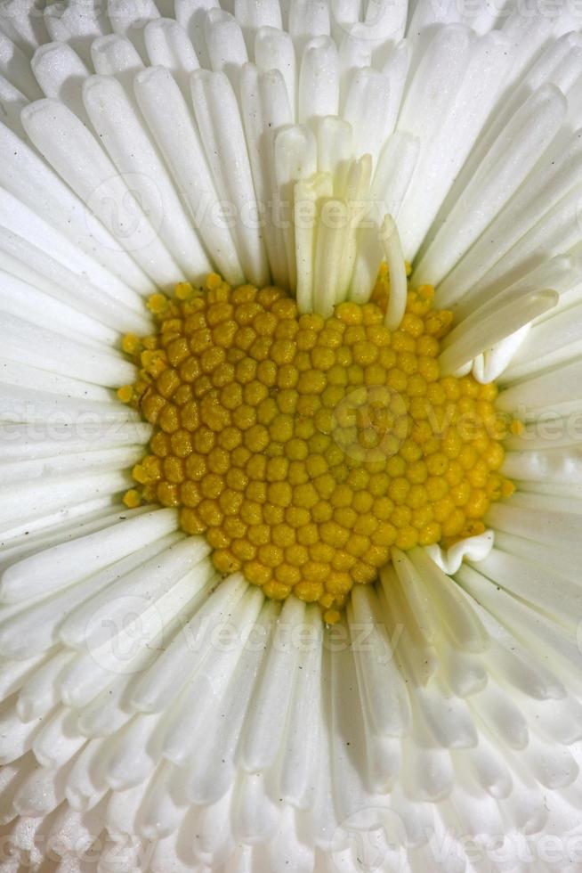 flor flor bellis perennis l. fondo moderno de composición familiar foto