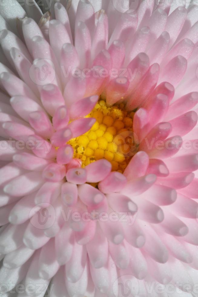 Flower blossom close up Bellis perennis L. family compositae modern photo