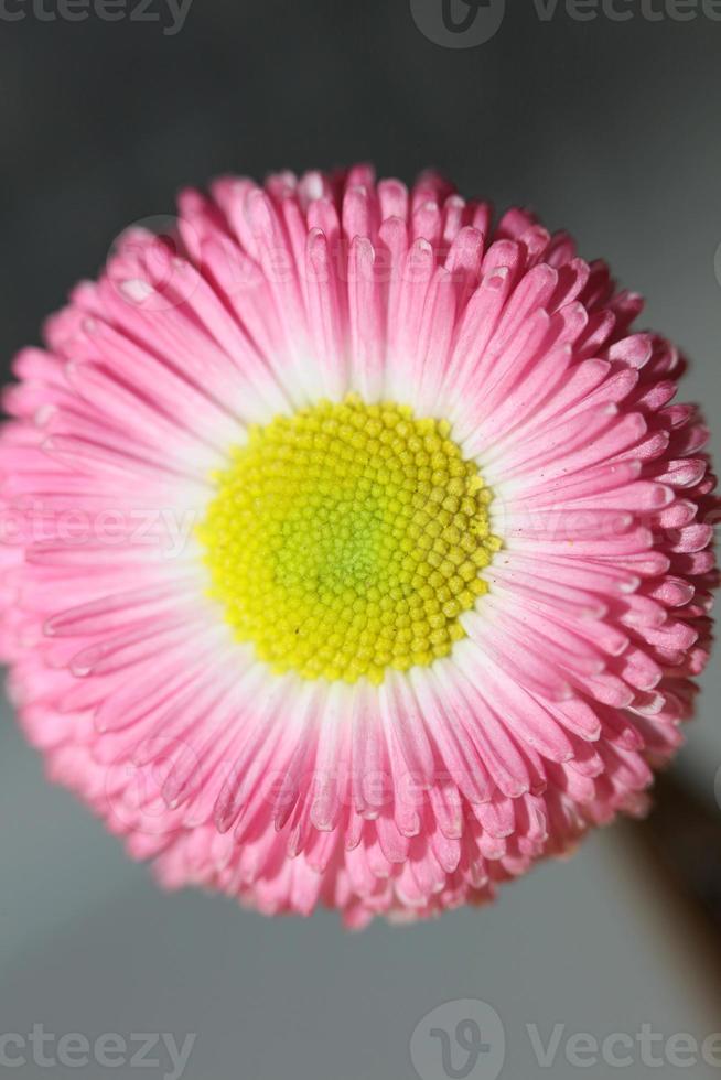 flor flor bellis perennis l. fondo moderno de composición familiar foto