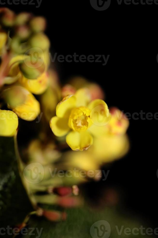 Flor amarilla Berberis aquifolium familia Berberidaceae closeup foto