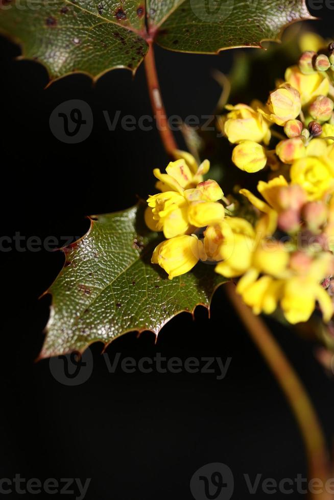 Flor amarilla Berberis aquifolium familia Berberidaceae closeup foto