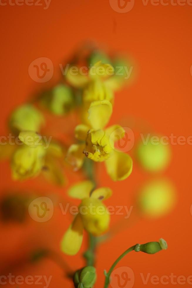 Flower blossom Berberis aquifolium family berberidaceae macro shoot photo