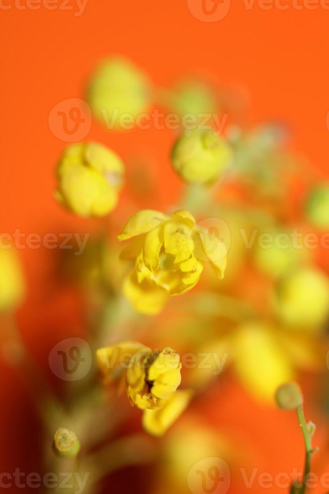 Flower blossom Berberis aquifolium family berberidaceae macro shoot photo