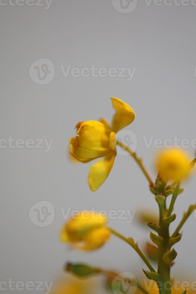 Flower blossom Berberis aquifolium family berberidaceae macro shoot photo