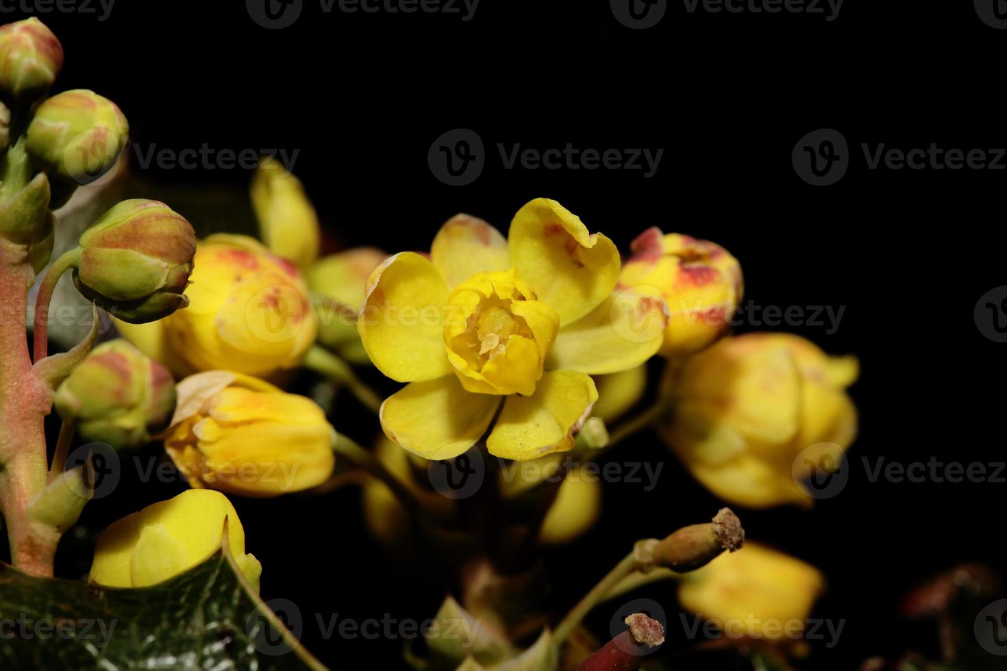 Flower blossom yellow Berberis aquifolium family berberidaceae closeup photo