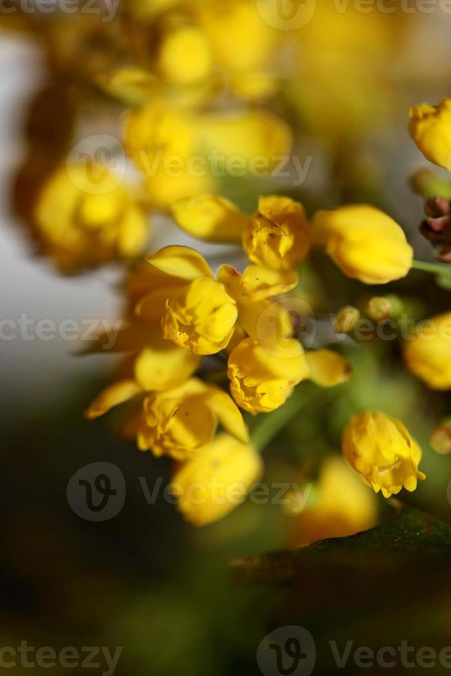 Flor de la flor Berberis aquifolium familia Berberidaceae cerrar imprimir foto