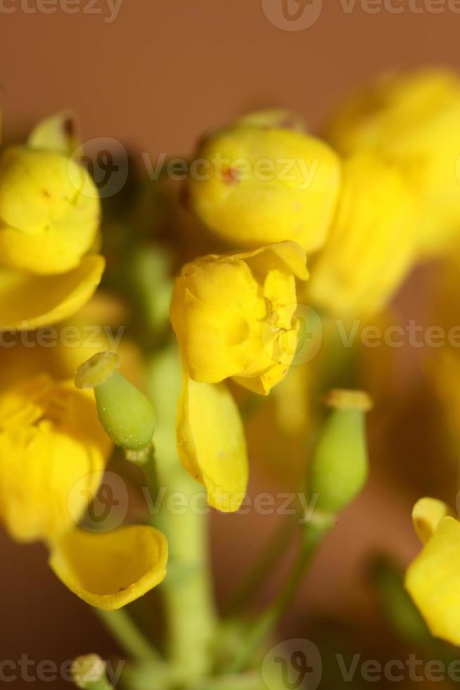 Flower blossom Berberis aquifolium family berberidaceae close up print photo