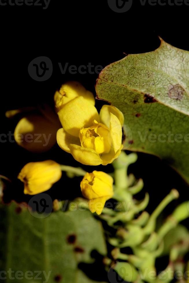 Flor amarilla Berberis aquifolium familia Berberidaceae closeup foto