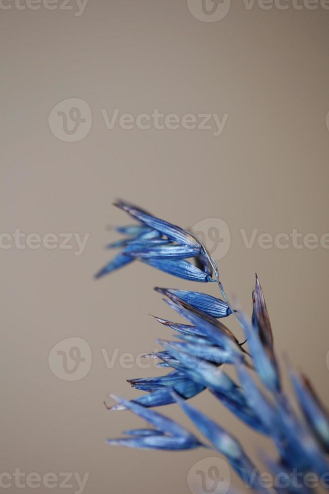 Decoration wheat colored in blue botanical shoot triticum aestivum photo