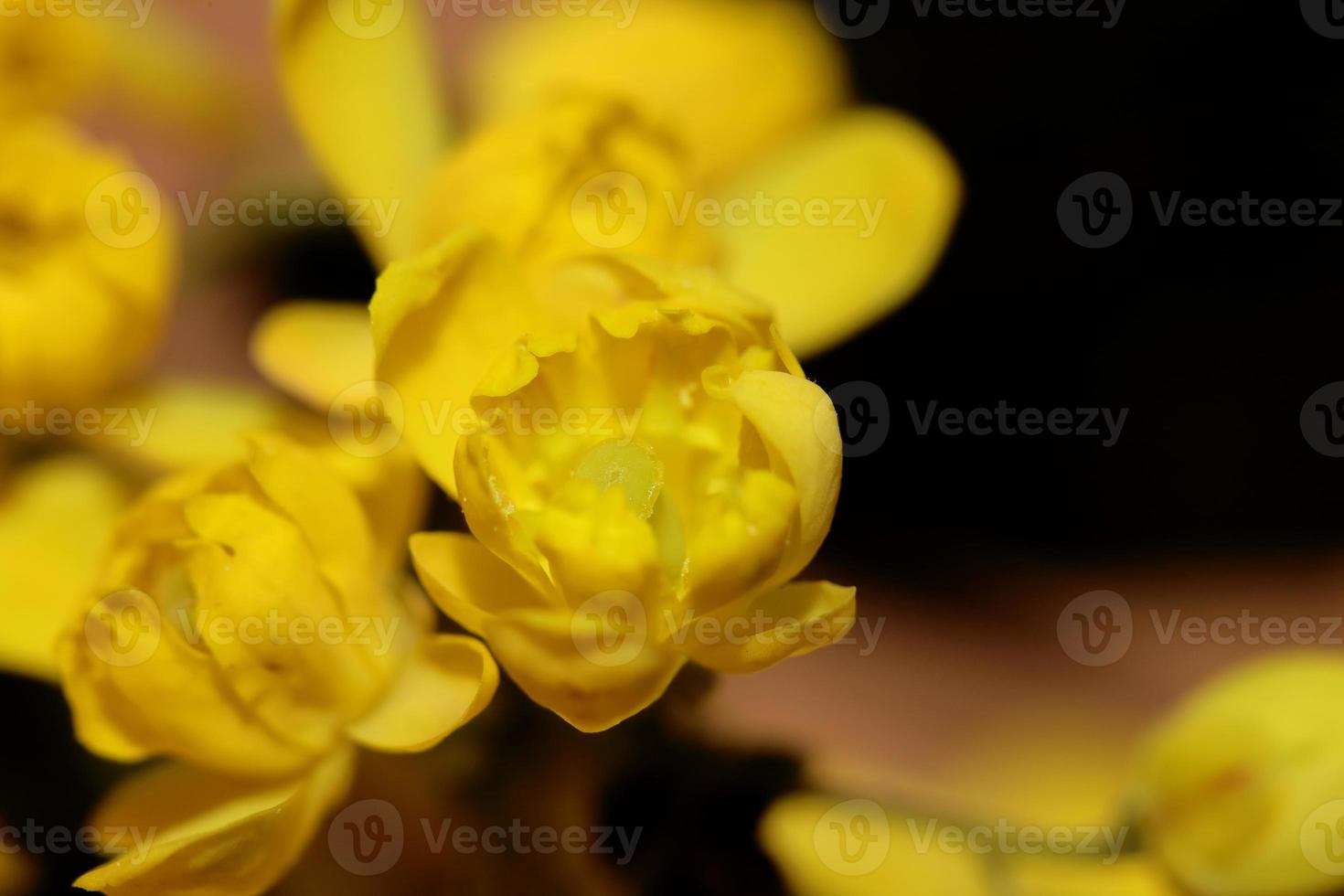 Flor amarilla Berberis aquifolium familia Berberidaceae closeup foto