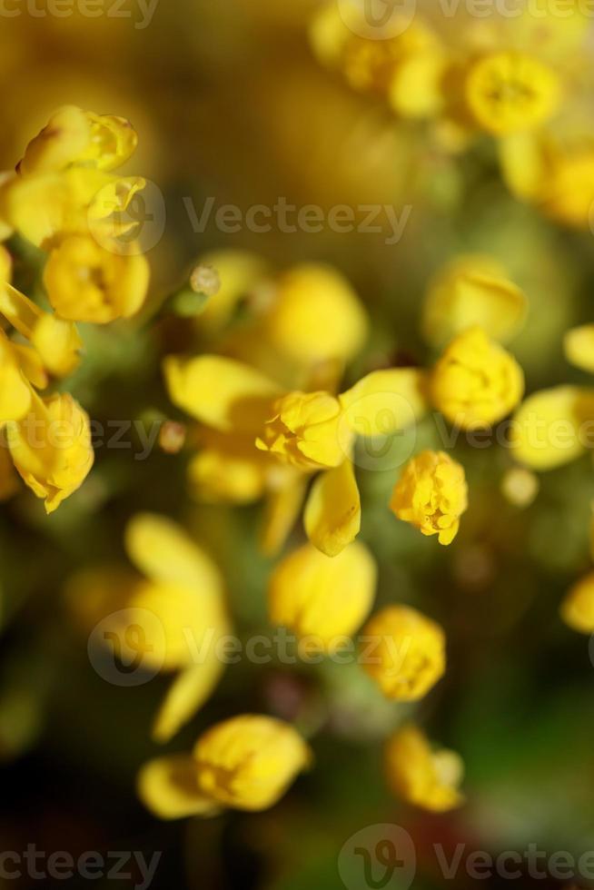 Flower blossom Berberis aquifolium family berberidaceae close up print photo