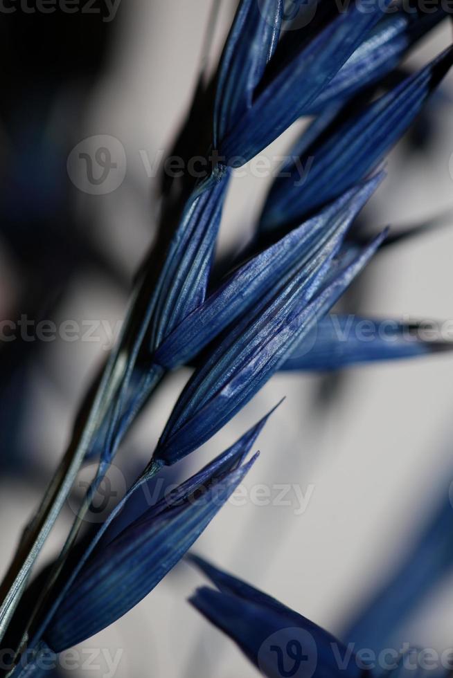 Decoration wheat colored in blue botanical shoot triticum aestivum photo