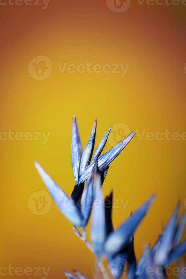 Decoration wheat colored in blue botanical shoot triticum aestivum photo