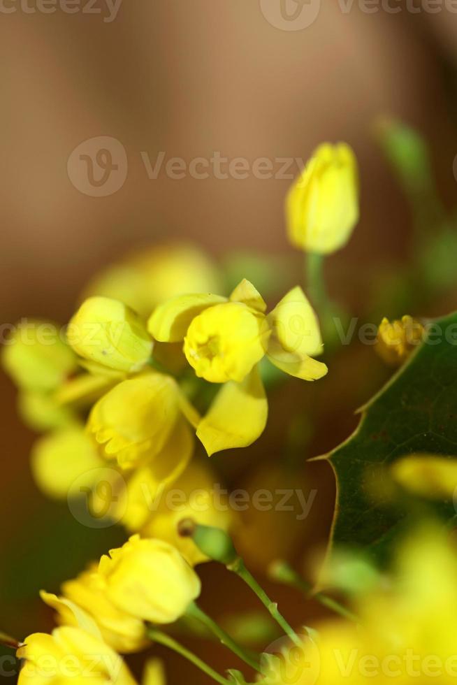 Flor de la flor Berberis aquifolium familia Berberidaceae cerrar imprimir foto