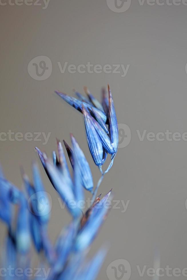 Dry decoration wheat colored in blue triticum aestivum family poaceae photo