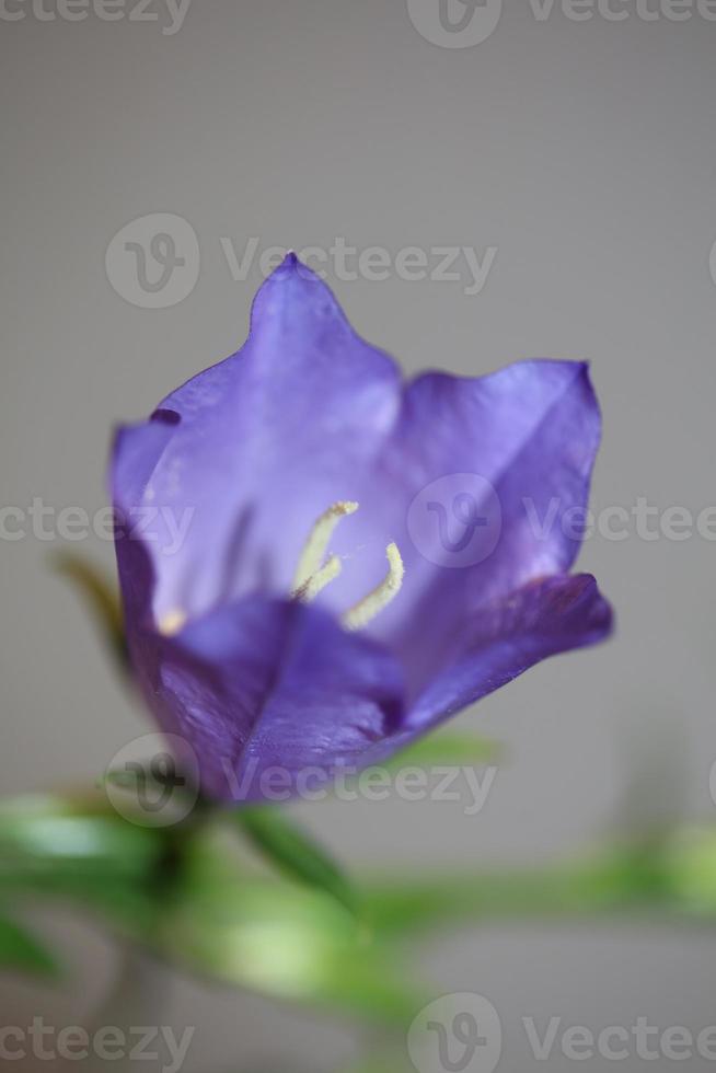 Flor de cerca campanula persicifolia familia campanulaceae foto