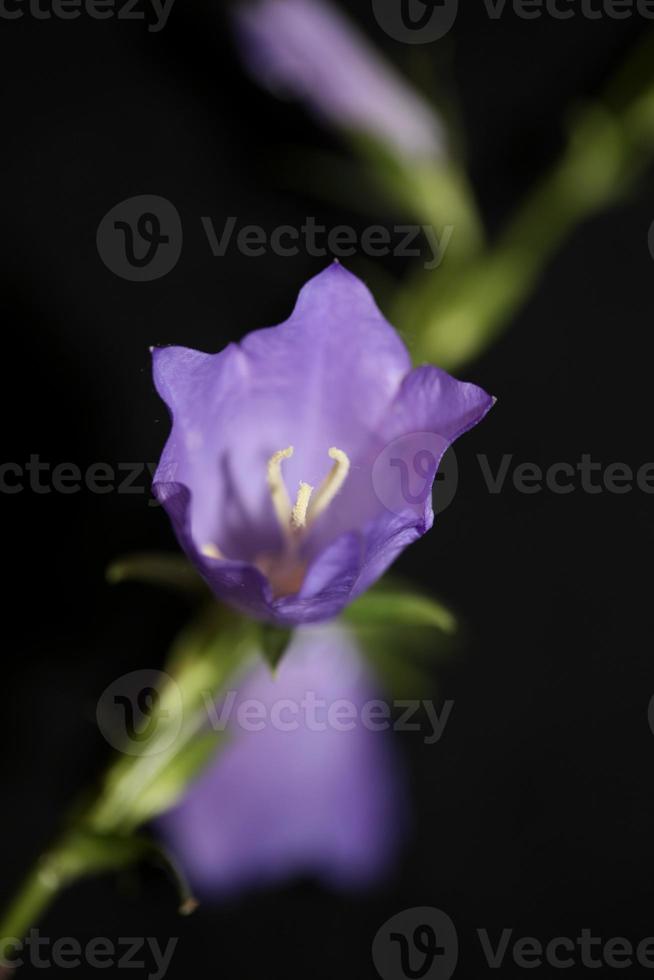 Flower blossom close up campanula persicifolia family campanulaceae photo