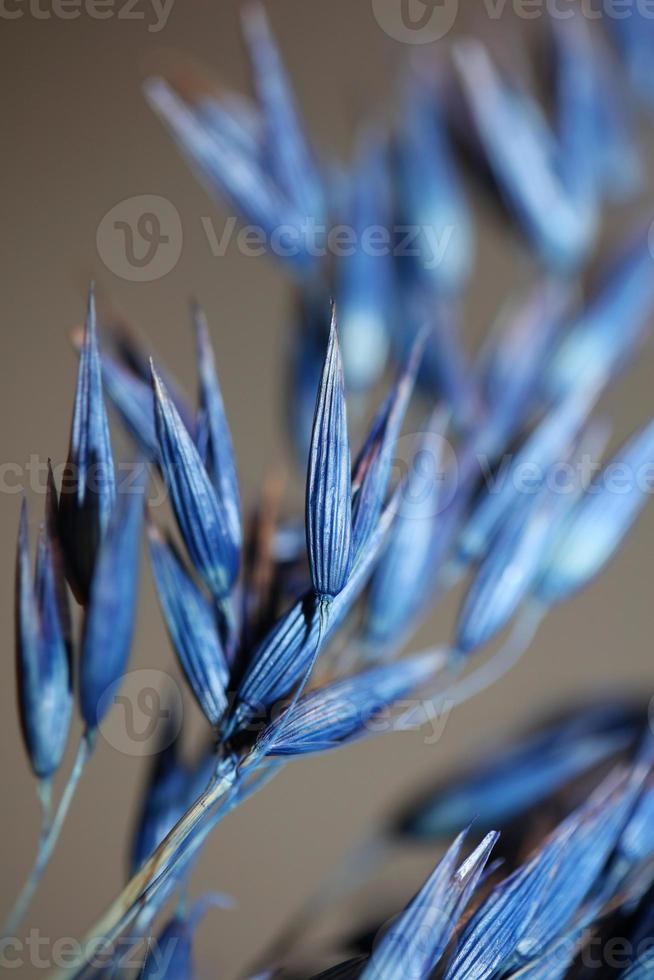 Dry decoration wheat colored in blue triticum aestivum family poaceae photo