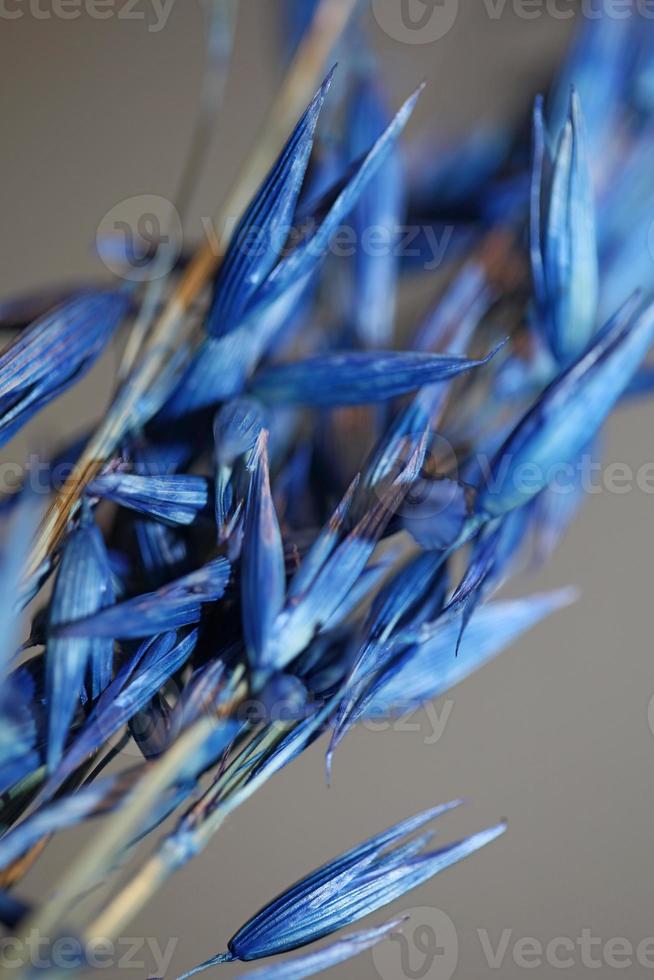 Dry decoration wheat colored in blue triticum aestivum family poaceae photo