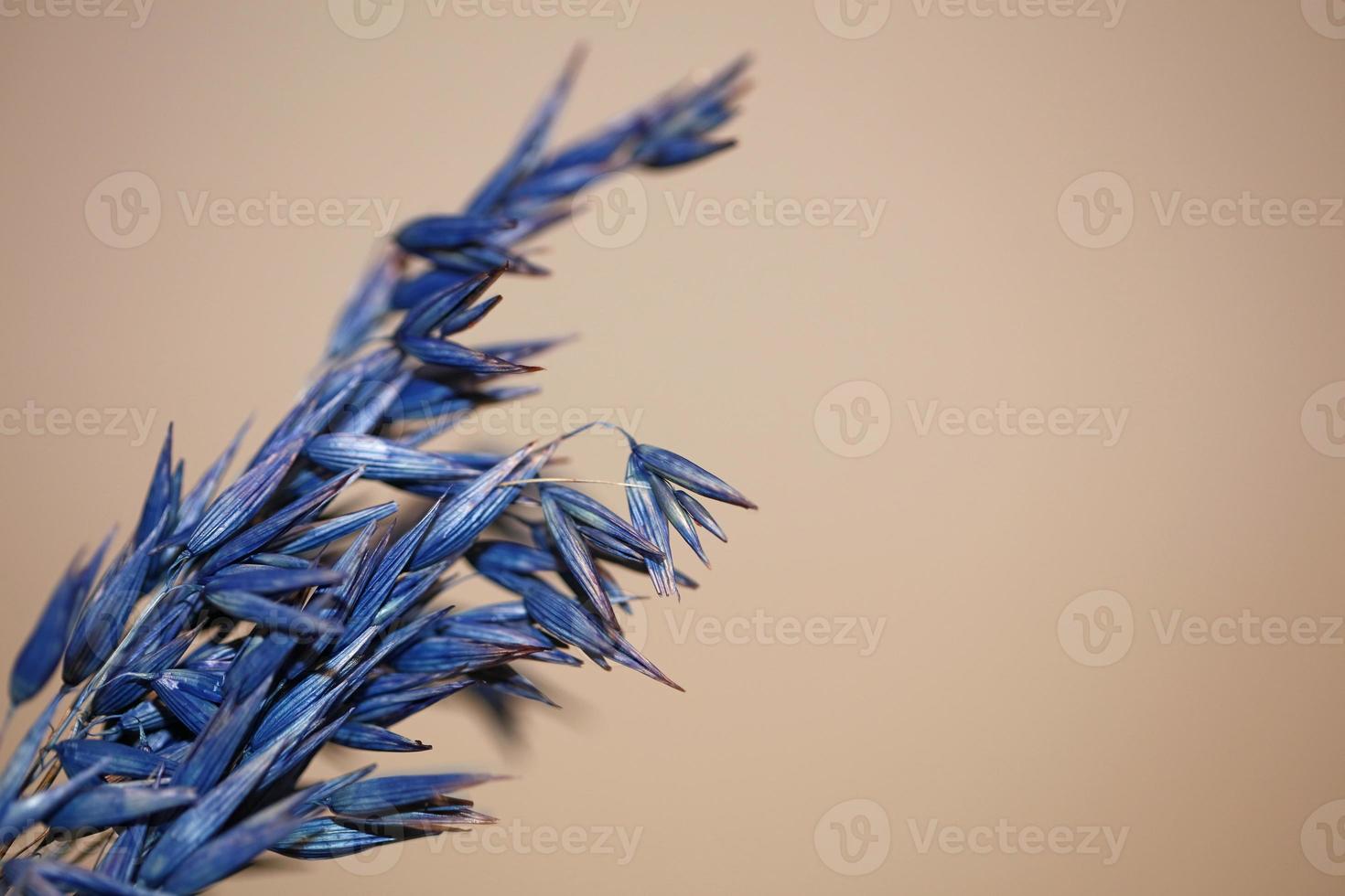 Dry decoration wheat colored in blue triticum aestivum family poaceae photo