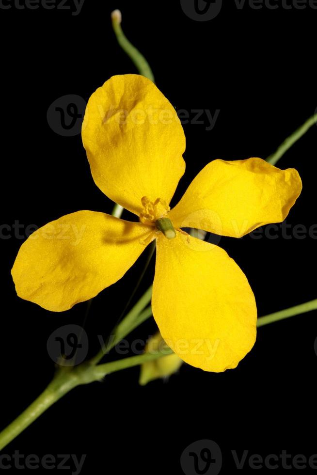 flor flor cerrar chelidonium majus familia papaveraceae foto