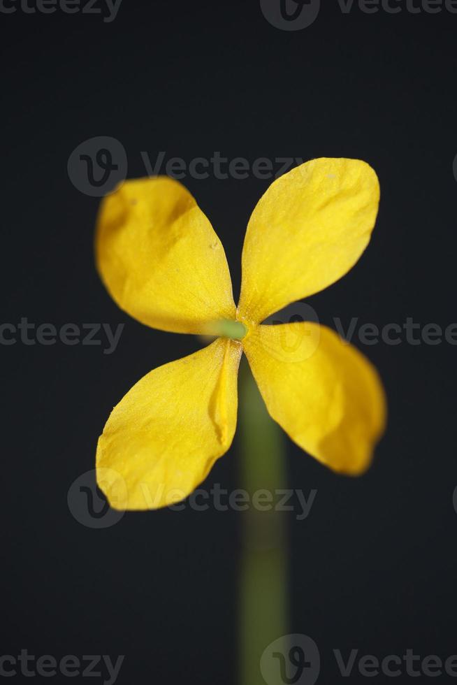 flor flor cerrar chelidonium majus familia papaveraceae foto