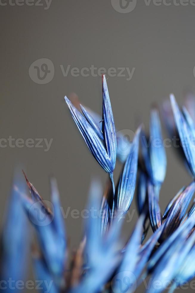 Dry decoration wheat colored in blue triticum aestivum family poaceae photo