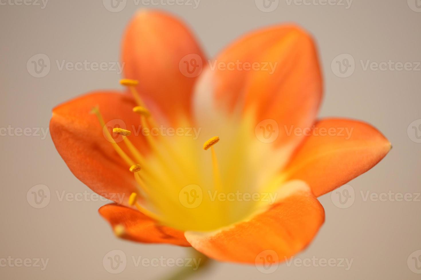 Flower blossom close up clivia miniata family amaryllidaceae macro photo