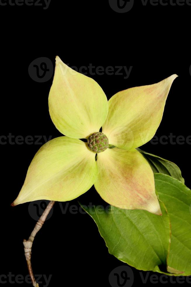 Flor flor cerrar cornus kousa familia cornaceae macro botánica foto