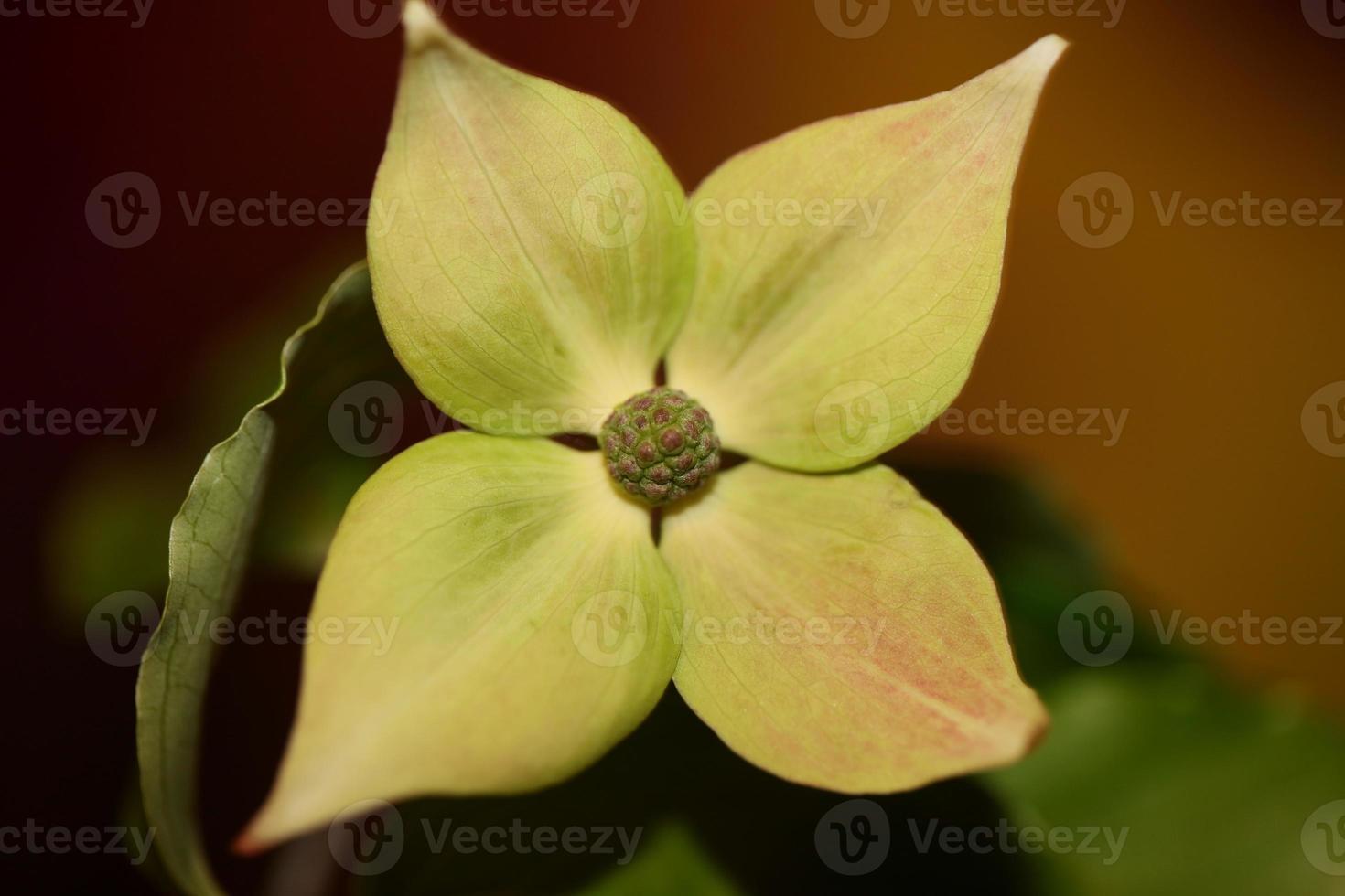 Flor flor cerrar cornus kousa familia cornaceae macro botánica foto