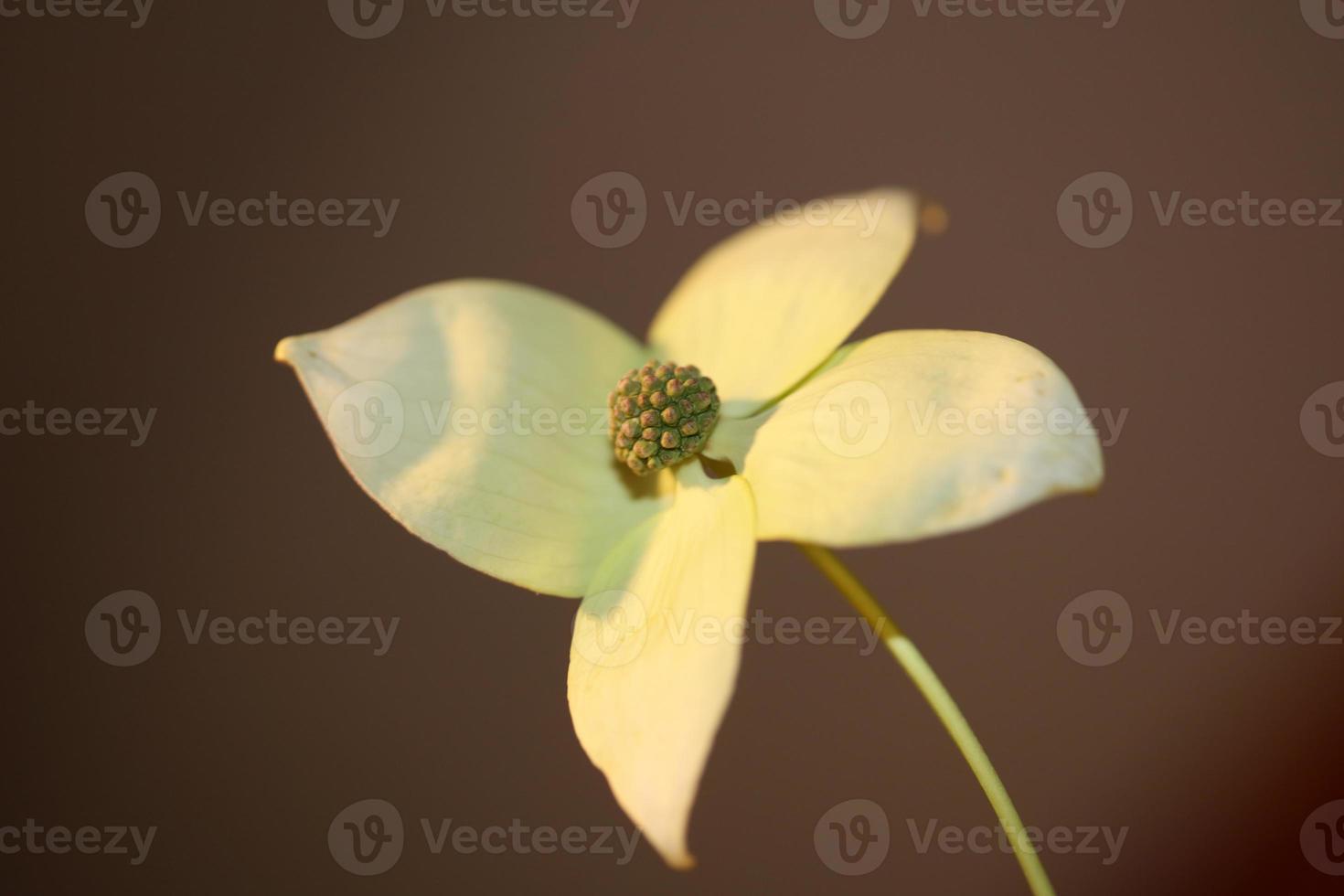 Flor flor cerrar cornus kousa familia cornaceae macro botánica foto