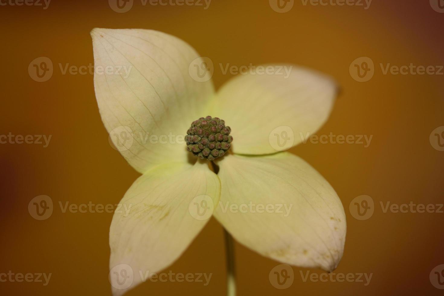 Flor flor cerrar cornus kousa familia cornaceae macro botánica foto