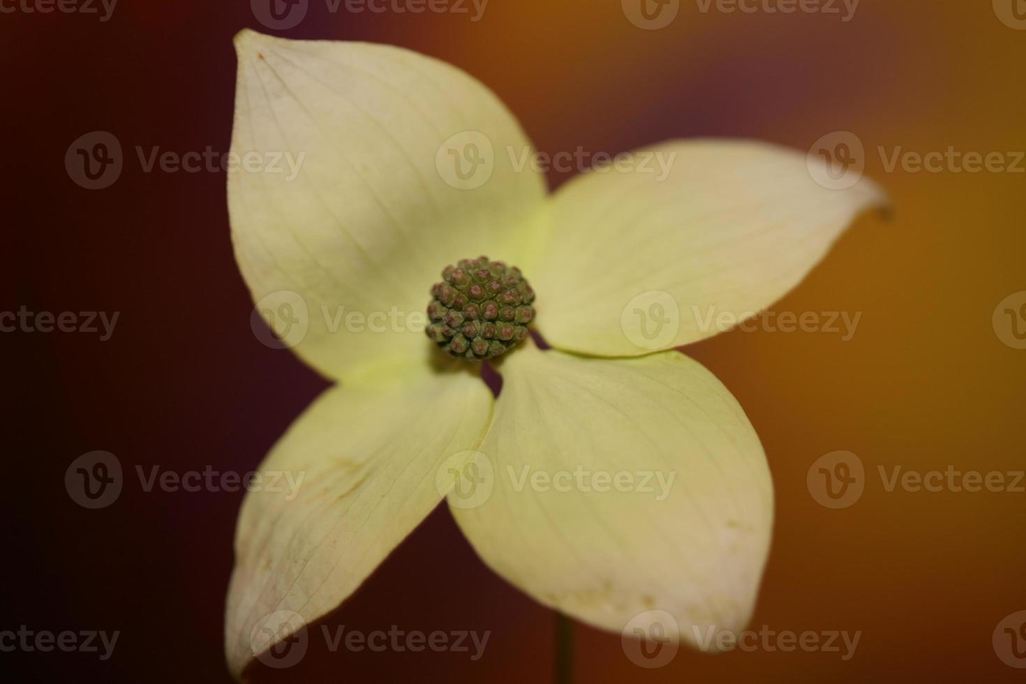 Flor flor cerrar cornus kousa familia cornaceae macro botánica foto