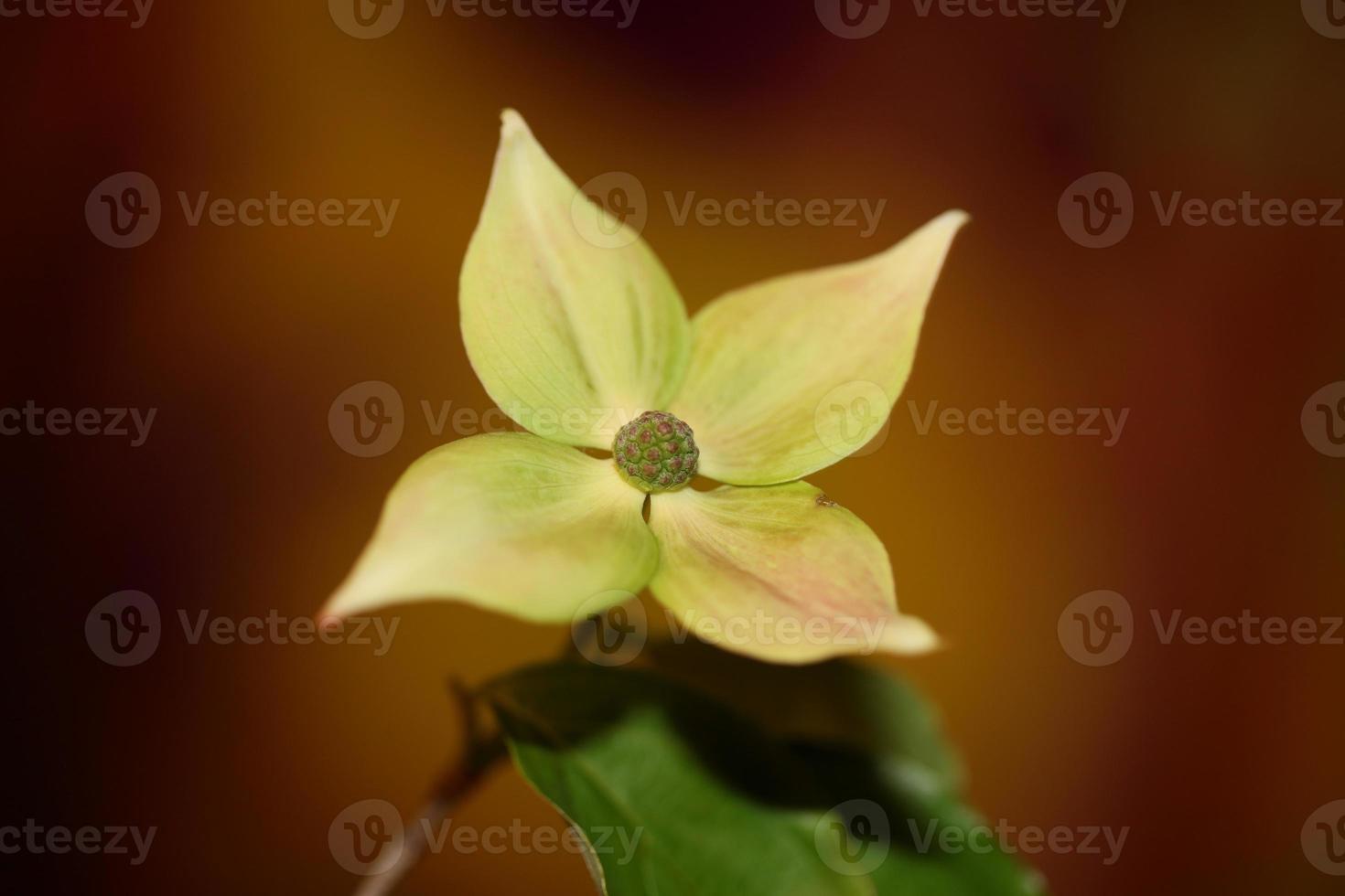 Flower blossom close up cornus kousa family cornaceae botanical macro photo