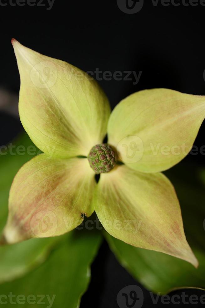 Flor flor cerrar cornus kousa familia cornaceae macro botánica foto