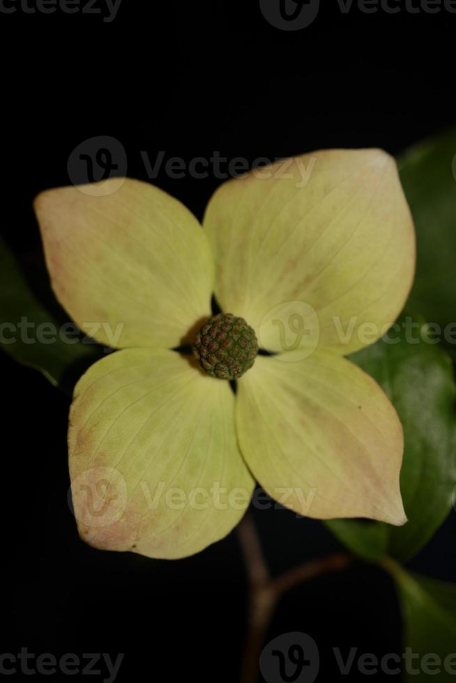 flor floreciente macro cornus kousa familia cornaceae botánico moderno foto