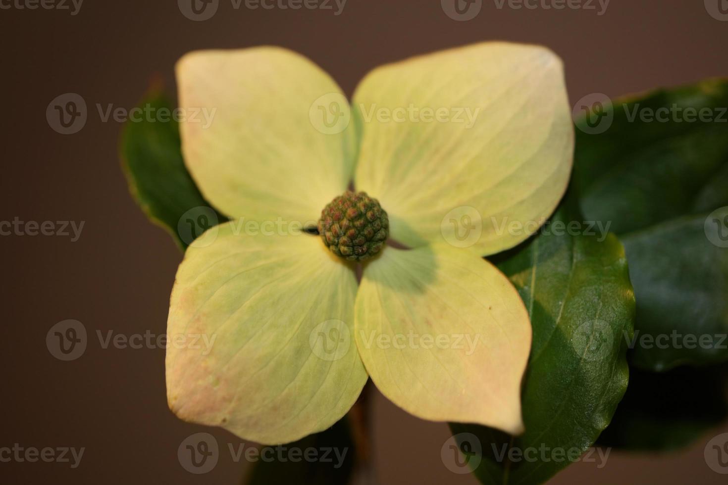 Flower blossoming macro cornus kousa family cornaceae botanical modern photo