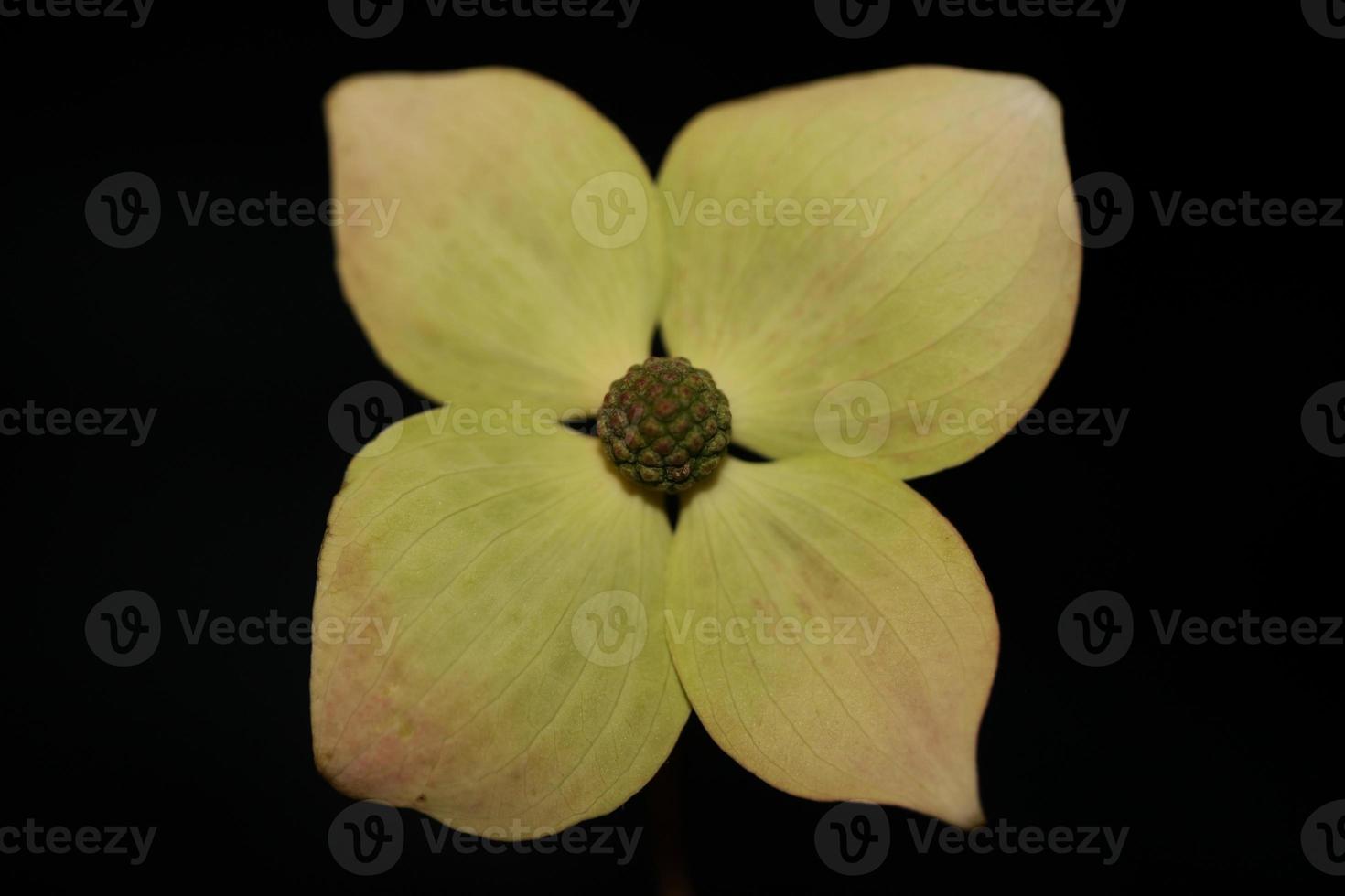 flor floreciente macro cornus kousa familia cornaceae botánico moderno foto