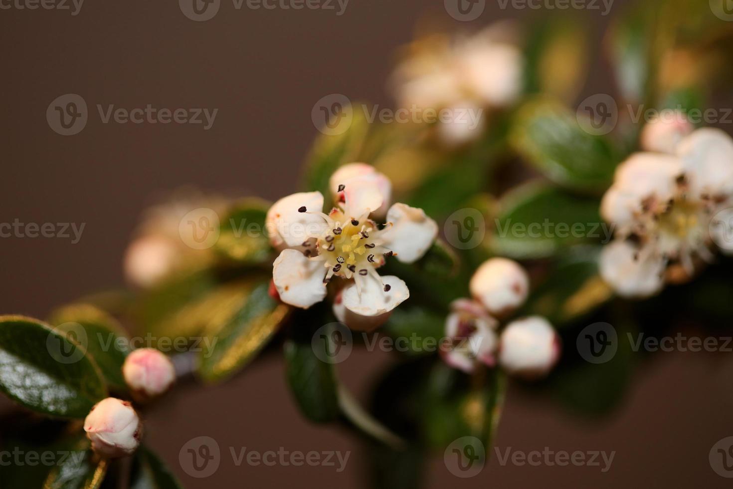 Flower blossom close up cotoneaster dammeri family rosaceae botanicaly photo